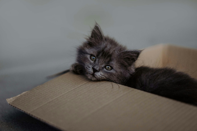 Pet Relocation Services